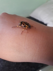 Stripsipher orientalis