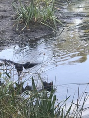 Gallinula tenebrosa