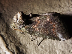 Rifargia subrotata