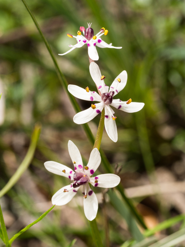 Wurmbea biglandulosa (R.Br.) T.D.Macfarl.