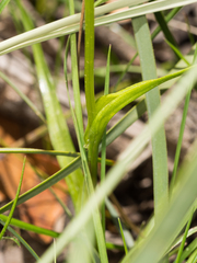 Wurmbea biglandulosa