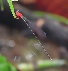 Amphicnemis gracilis