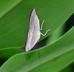 Eulaceura osteria
