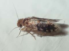 Lepidopsocidae