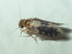 Lepidopsocidae