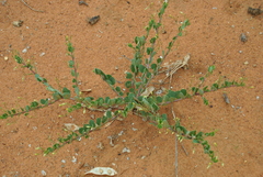 Talinum crispatulum