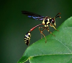 Eustenogaster micans
