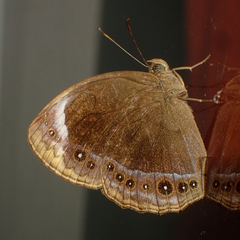 Mycalesis anaxioides