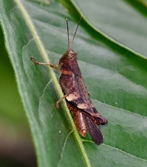 Apalacris varicornis