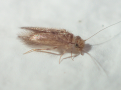 Lepidopsocidae
