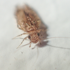 Lepidopsocidae