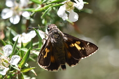 Trapezites phigalioides
