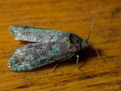 Copromorphidae