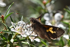 Trapezites phigalioides