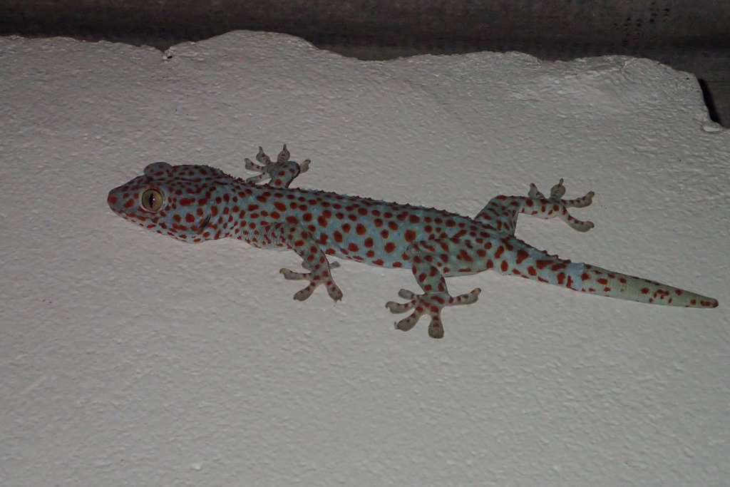 Tokay Gecko family in Cambodia, I always thought they were solitary  animals. : r/geckos