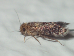 Lepidopsocidae