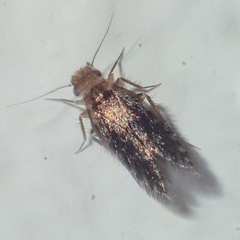 Lepidopsocidae