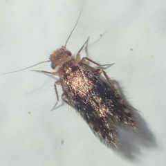 Lepidopsocidae