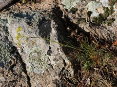 Peucedanum longifolium