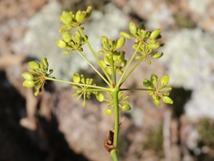 Peucedanum longifolium