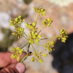 Peucedanum longifolium