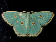 Comostola meritaria