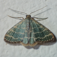 Lophophleps triangularis