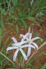 Crinum buphanoides