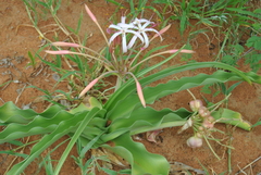 Crinum buphanoides