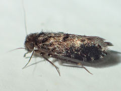 Lepidopsocidae