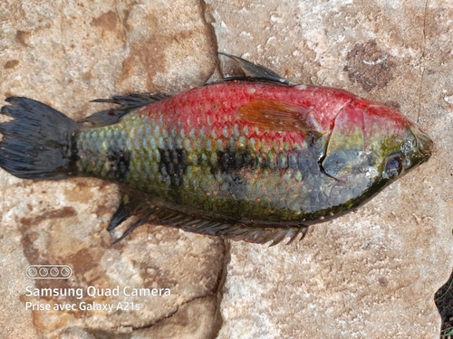 Banded Jewel Cichlid