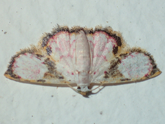 Enispa albinellus