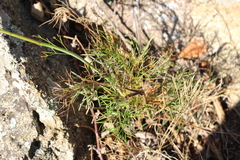 Peucedanum longifolium