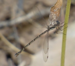 Lestes congener