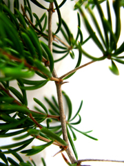 Asparagus crassicladus