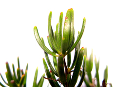Asparagus crassicladus