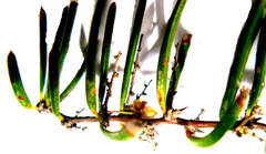 Asparagus crassicladus