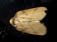 Eugoa humerana