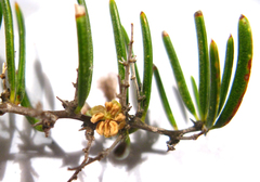 Asparagus crassicladus