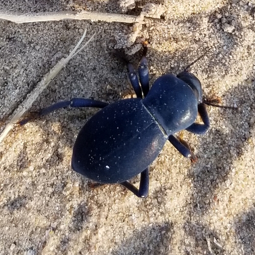Asbolus laevis photo 3