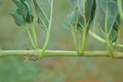 Harpagophytum zeyheri