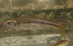 Rasbora steineri