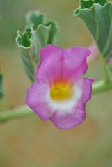 Harpagophytum zeyheri