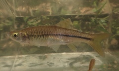 Rasbora steineri