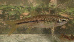 Rasbora steineri