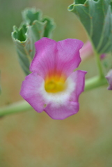 Harpagophytum zeyheri