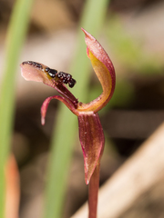Chiloglottis formicifera
