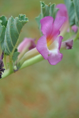 Harpagophytum zeyheri