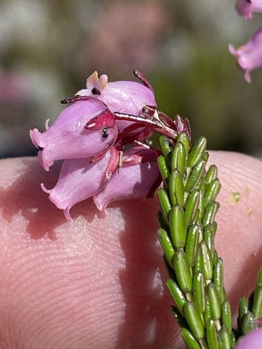 Erica nubigena