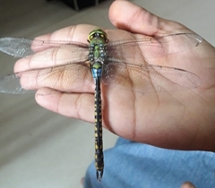 Anax indicus